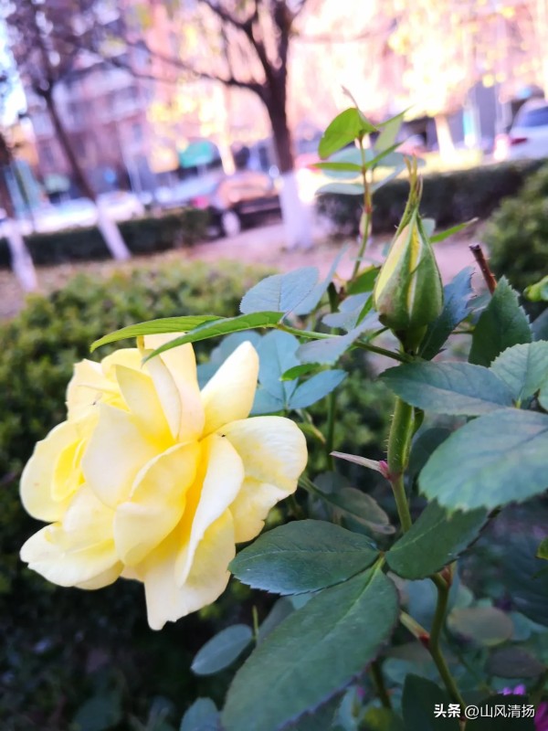 山风清扬：#冬日生活打卡季#被赞誉包围如同活埋
 
当一个人被过多的鲜花、红地毯、赞誉和掌声包围时，看似风光无限，实则可能如同被活埋。
 
比如一些年少成名的明星，在粉丝的疯狂追捧和各种赞誉声中，逐渐迷失自我。他们开始骄傲自大，行为失当，忘记了自己作为公众人物的责任。有的明星出入各种奢华场所，挥霍无度，不再专注于提升自己的专业能力。
 
过多的鲜花可能会让人迷失方向，忘记自己的初心。红地毯虽华丽，...