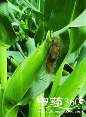 产后恢复,明星辣妈们的产后瘦身经