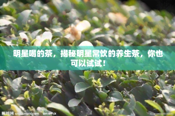 明星喝的茶，揭秘明星常饮的养生茶，你也可以试试！