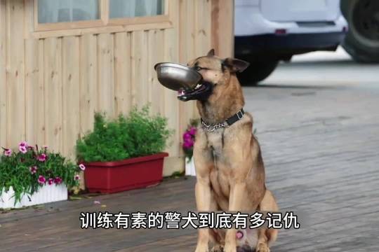 这只警犬究竟有多记仇,竟然用狗盆调换来了教导员吃饭的碗