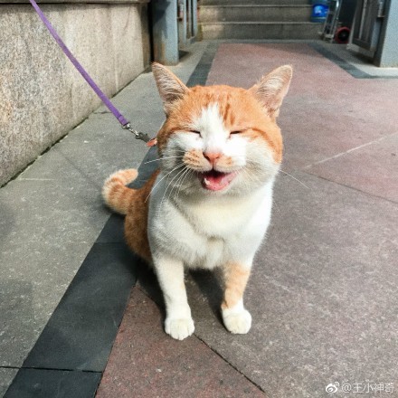 小猫养多久才认主人?猫对主人的记忆有多久 本文共(1015字)
