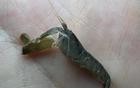 夏天在海边看到这些，赶紧跑！千万别用手摸