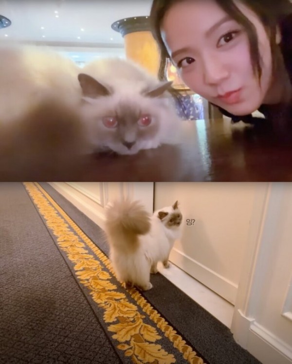 Jisoo Lisa 选择入住 巴黎时尚界 必住百年酒店