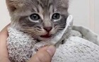 画家哭晕：自己作品无人问津，猫却全被订走了