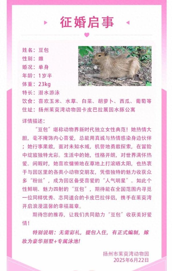 连续报道（8）无需彩礼，嫁妆丰厚，有正式编制，扬州动物园给人气明星“女生豆包”征婚啦