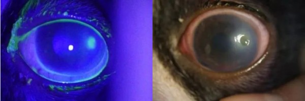 瑞派明星医生：放弃继承家族产业，深耕小动物眼专科诊疗