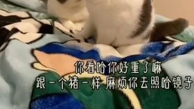 猫梨梨,从网络新人到人气网红的成长之路