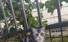 流浪猫人设崩塌！八只家猫的跨小区诈骗实录