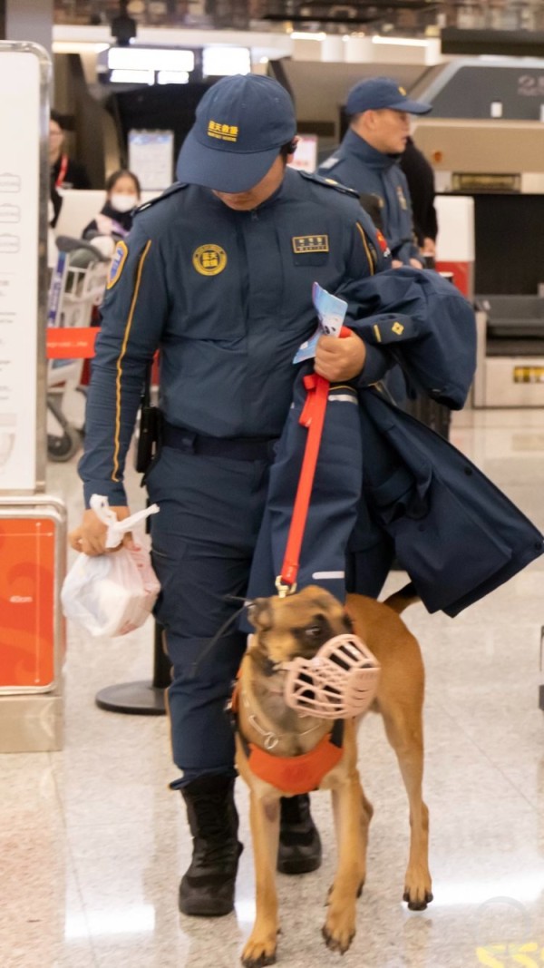 “犬”力以赴！明星搜救犬“闪电”儿子“小闪电”驰援西藏