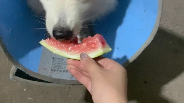 探秘黑料吃瓜软件，解锁娱乐圈背后的秘密