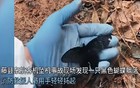 东航3.21空难调查，决定不公开