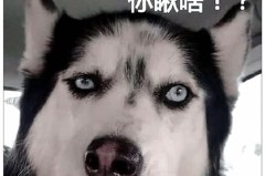 哈士奇头像高清图片,可爱与搞笑的视觉盛宴