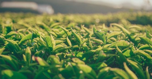 明星舆情监控分析:如何制作一份具有参考价值的报告