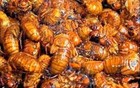 笑不活！山东人已经抓知了猴抓的不知天地为何物了