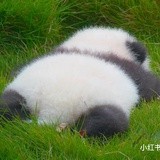 紫林阁ᖗᖘ