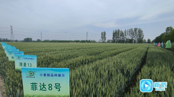 新派客户端刊发《高密：即将丰收！36种潍坊“明星小麦”迎来“粉丝团”》