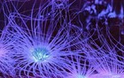 科学家发现所有生物都会发射微弱可见光，死亡后即消失