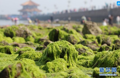 2017年6月，山东青岛栈桥风景区出现大量浒苔（图片来源：新华社）