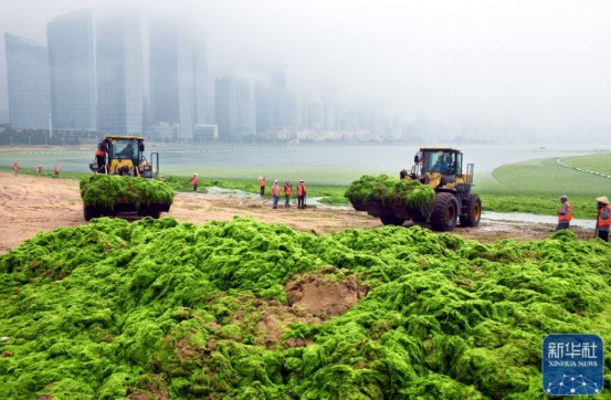 2022年7月，环卫工作人员和大型机械在青岛市市南区第三海水浴场海滩上清理浒苔（图片来源：新华社）