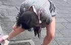 太离谱！日本女生当街小便，朋友还拿梳子采访：爽吗？