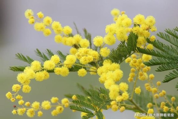 天蝎座3月感情运势，桃花指数相当高，爱情机遇出现