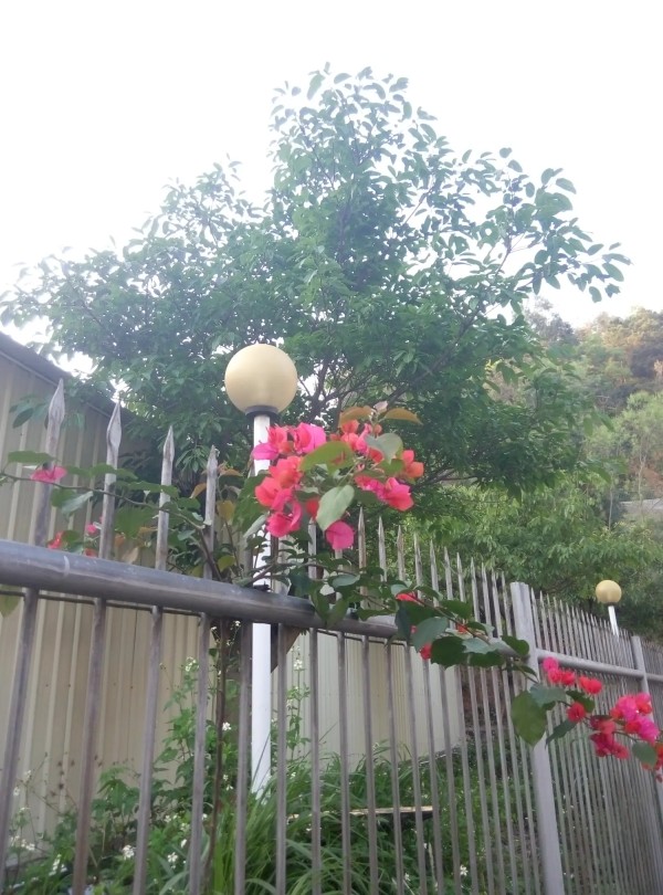 Resize,w 360,h 240