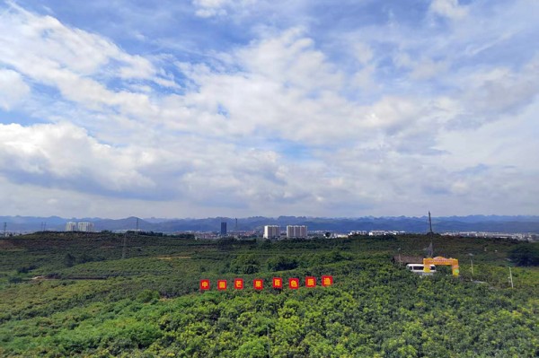 田东县大力发展芒果产业，芒果林一望无际。周月珍摄
