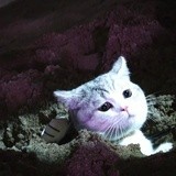 人类行为观察