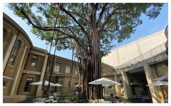 林志玲婚宴场地内景首曝光，庭院古朴典雅氛围好，参天古树成亮点