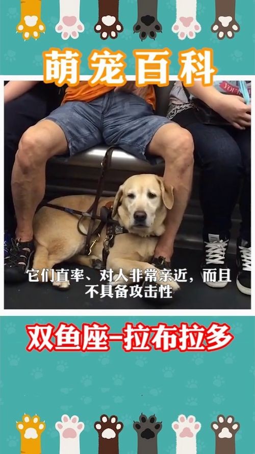 十二星座狗狗,萌宠速配指南!