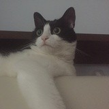 喵喵喵