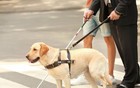 用了上百年的导盲犬，被网友们喷成了一场骗局。