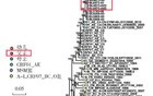 一个16个月感染HIV患儿的病毒溯源调查