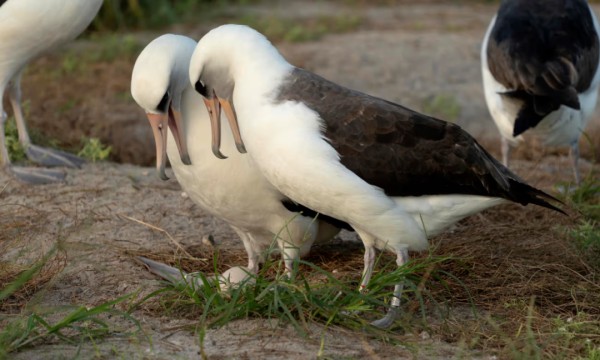 智慧（右）和新伴侣一起欣赏它产下的蛋。图源：Dan Rapp, USFWS