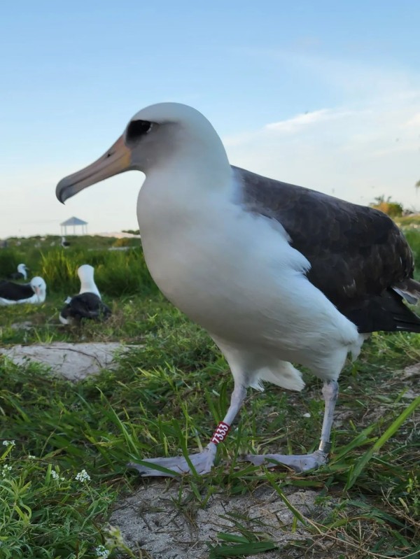 智慧脚环的编号是“Z333”，图源：Keegan Rankin, USFWS