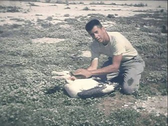 1966 年，罗宾斯为一只短尾信天翁戴上脚环，十年前他为智慧戴上脚环。照片：美国鱼类和野生动物管理局（USFWS）