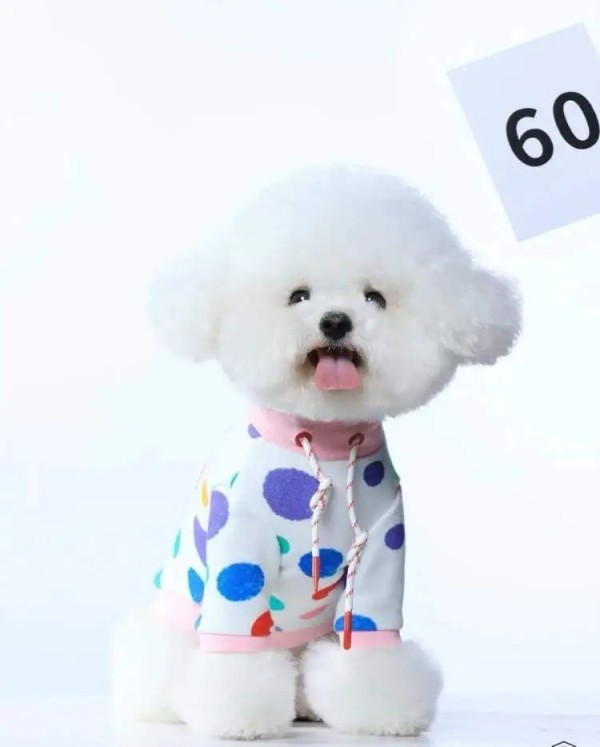 时薪500元，最多时一个月赚了3万，不少人当上了“啃狗族”！