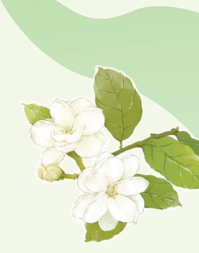 盛夏为何簪茉莉