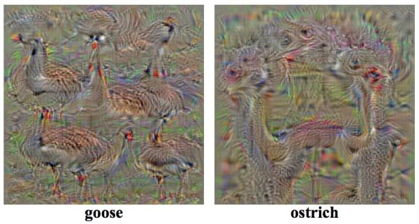 Goose and ostrich