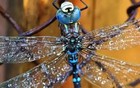 进化论最大的bug？凭什么蜻蜓能进化得如此先进？