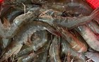 买大虾时，小心买到“激素虾”，这4种尽量别碰
