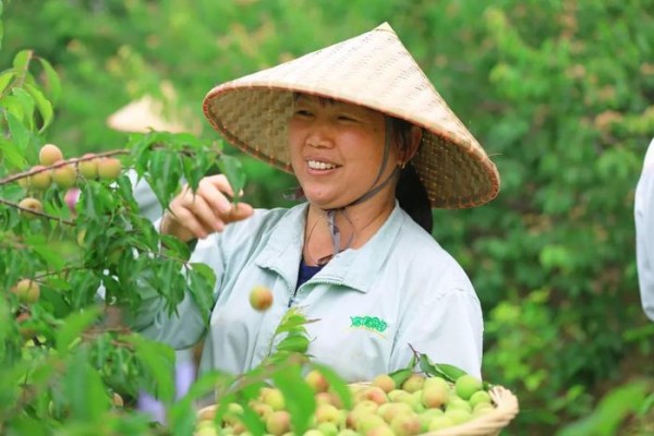 人民日报：芒种吃梅，助推溜溜梅66中国青梅节