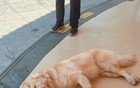 和解后网暴并没停止，商家至今未开门，被曝含泪亏损五十万