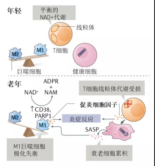 可信的面膜oem贴牌