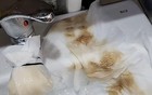 水质恢复之后不少市民用纱布测试，放几小时后纱布依旧变黑