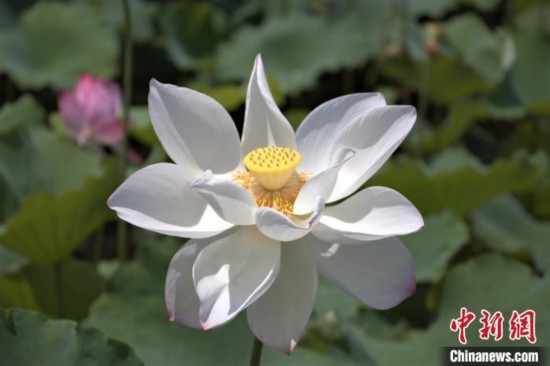 资料图：盛开的荷花呈现出夏日的美景。 熊锦阳 摄