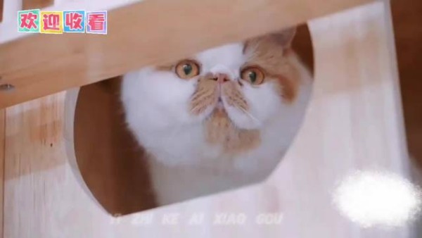 宠物综艺《你就宠ta吧》开播治愈周一班味