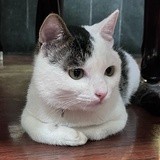 叉烧