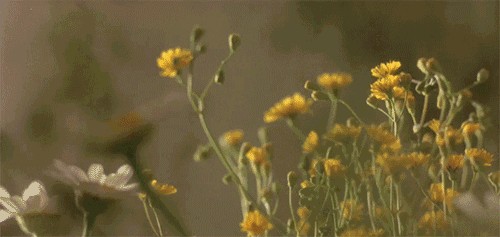 流传千年的植物秘笈，皇室、明星都在悄悄使用……