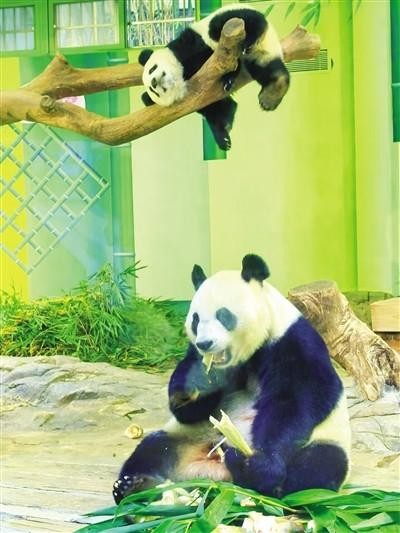 　　YY直播“宝地奇旅计划”联合信息时报走进长隆野生动物世界探秘大熊猫日常